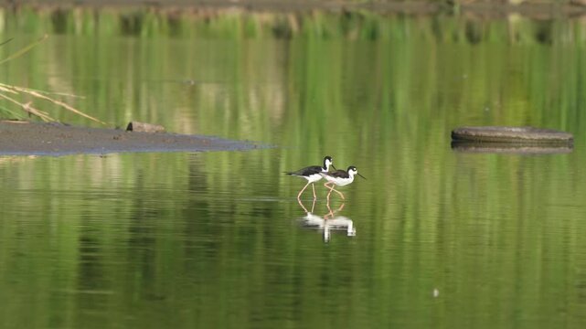 Cute black-necked stilt couple walking in the pond with reflection