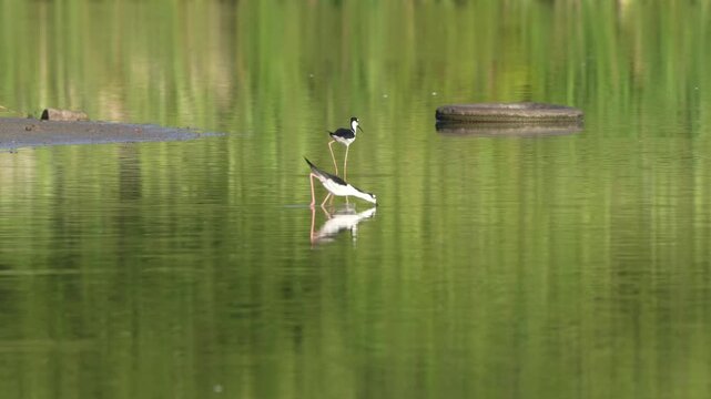 Cute black-necked stilt couple walking in the pond with reflection