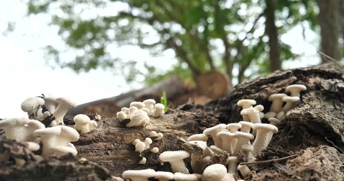 (Lentinus squarrosulas Mont.) Lentinus squarrosulas Mont. found on dry tree stumps in the forest; biological system.