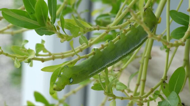 Close up of green caterpillar worm eating and chewing fresh green leaf on plant with natural background.