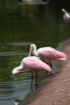 two roseate spoonbills