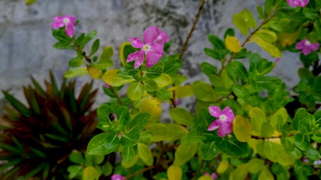 Fresh green and yellow foliage with pink periwinkle flowers blooming in a garden