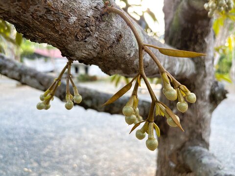 Durian tree (Durio sp.) flower buds growing directly from the trunk or main branches; these small buds represent the initial stage before the durian blossoms fully into yellowish-white flowers.