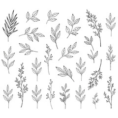 Fototapeta premium 手描きの植物の葉と枝のコレクション セット