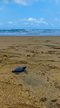 Baby Sea Turtle Crawling to Ocean at Taman Beach Pacitan
