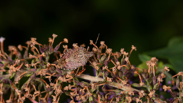 Bio Diversity - Halyomorpha halys - Brown marmorated stink bug resting on dried flower cluster