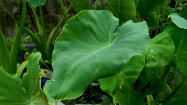 Fresh green taro leaf glistening with raindrops in a garden setting plant nature rain water drops