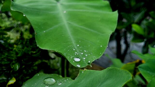 Large green taro leaf covered in clear water droplets after rain drops wet plant nature dew