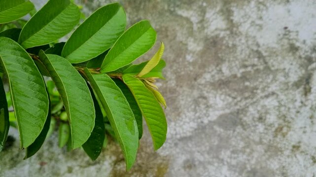 Fresh green guava tree leaves arranged neatly against a weathered wall leaf plant nature branch
