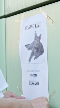 Close up view of hands taping a missing cat flyer to a green wall outdoors. The paper announcement shows a photograph of the lost pet, a phone number, and offers a reward for its safe return