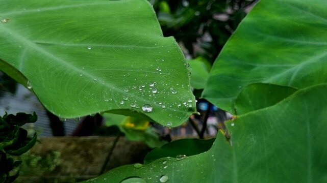 Large green taro leaves covered with clear rainwater droplets close up of tropical elephant ear