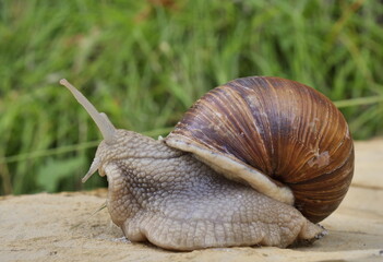 Snail closeup on the rock in Seriana valley   © Luca