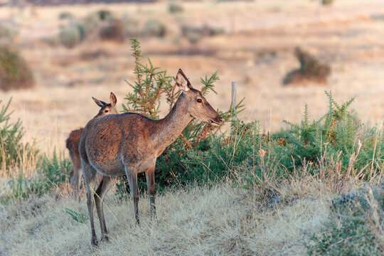 Cervus elaphus. Common or European deer. Female and behind her her small fawn.