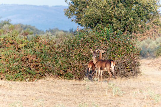 Female and young male red deer feeding on a blackberry bush. Cervus elaphus.