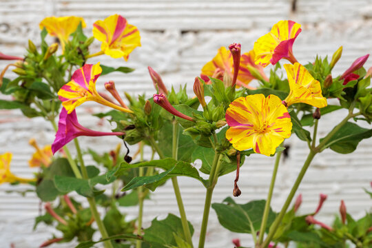 Mirabilis jalapa. Plants with yellow and pink flowers of the Four O'Clock Flower, Peruvian Marvel or Night Beauty.