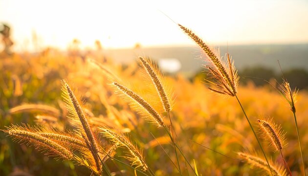Golden Sunset Glow Over Tall Field