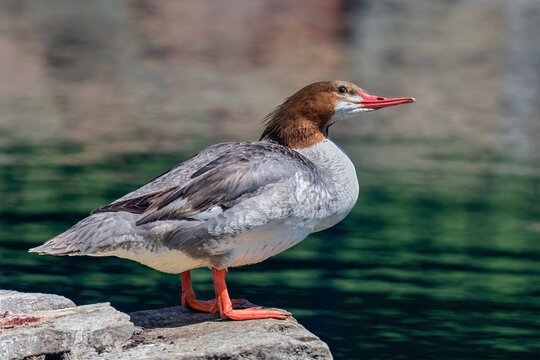 Female common merganser standing on a rock by the water