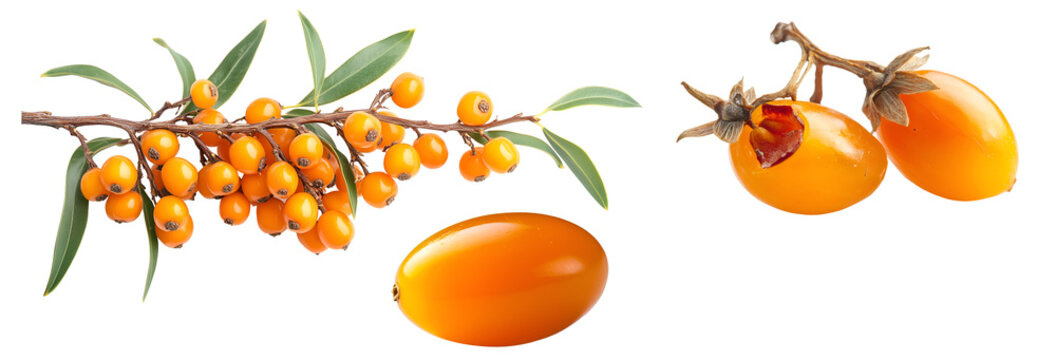 Set of fresh sea buckthorn berries with green leaves isolated on transparent background