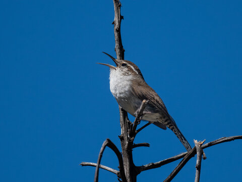 Small brown and white songbird perched on dry branch singing under clear blue sky