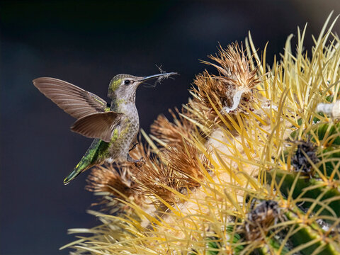 Anna&rsquo;s Hummingbird Gathering Nesting Material from Golden Barrel Cactus