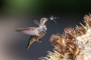 Anna’s Hummingbird Gathering Nesting Material Near Golden Barrel Cactus © Leon Burda