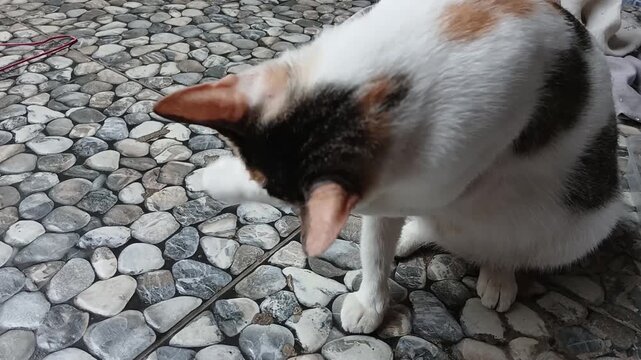Cute Calico Cat Grooming and Licking Its Paw on Stone Floor Outdoors
