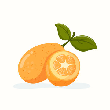 Isolated kumquat vector illustration with whole and half fruit