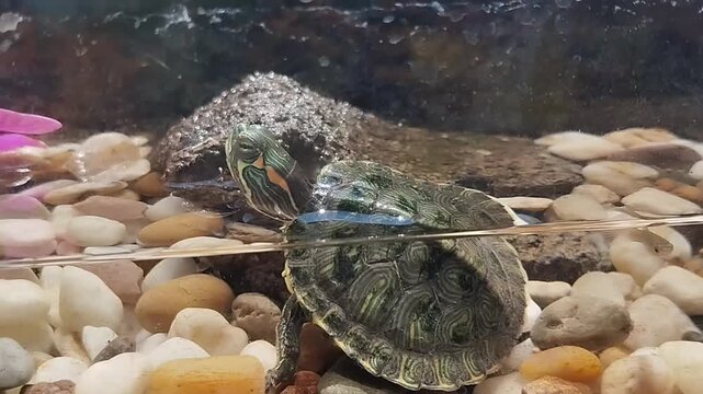 Red-eared Slider turtle in an aquarium with natural stones and clear water.
