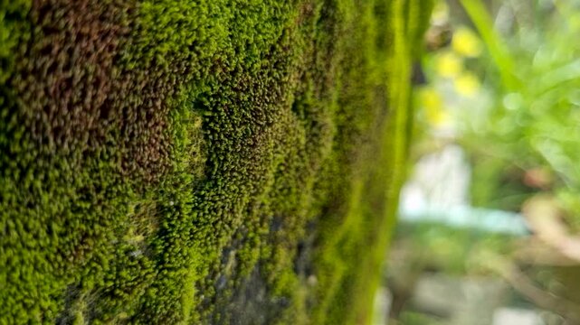 Close up view of lush green moss growing on a stone wall surface texture nature rock plant growth