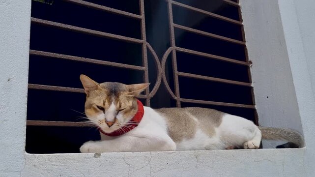 A domestic cat wearing a red collar resting lazily on a sunny window ledge with iron bars
