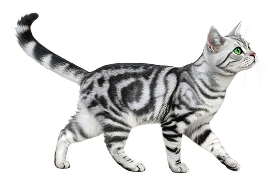 Beautiful silver tabby cat walking with bright green eyes and black stripes on transparent background