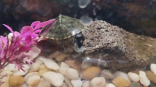 Red-eared Slider turtle in an aquarium with natural stones and clear water.