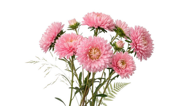 Beautiful bouquet of fresh pink aster flowers blooming with green stems on a bright day isolated on transparent background