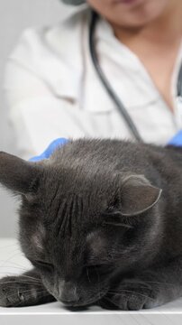 Female veterinarian in sterile gloves gently petting a cute gray cat's head during a routine examination at the animal hospital, providing comfort and care for the domestic pet