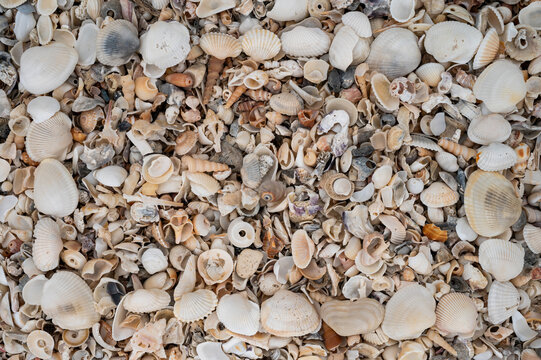 Scattered white and beige seashells cover the coastal shore.