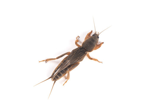 Mole cricket isolated on white background.