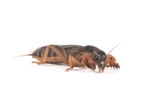 Mole cricket isolated on white background.
