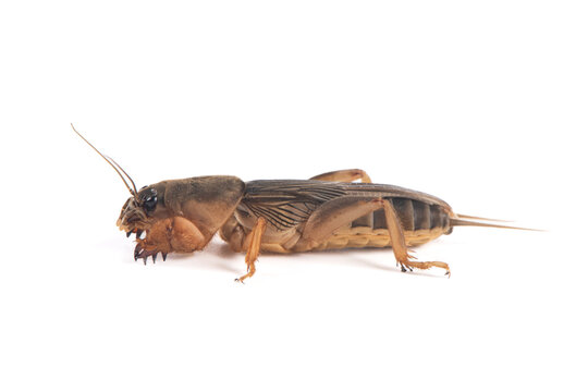 Mole cricket isolated on white background.