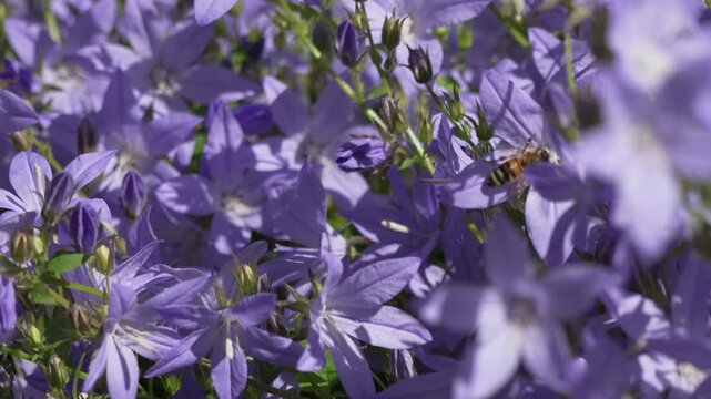 Bee flower garden, honeybee pollinating purple bellflowers in a sunny spring meadow, macro photography capturing nature and wildlife in a vibrant field