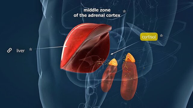 Adrenal cortex