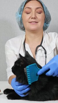Veterinarian grooming a fluffy black cat with a comb in a pet clinic, professional vet combing and checking a cute animal's fur during a routine examination at the animal hospital