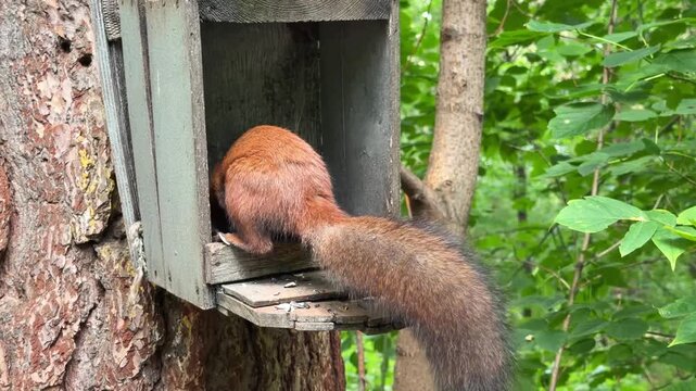 A red squirrel eats in a feeder on a pine tree in a summer forest. 4K footage
