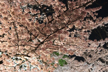 Fototapeta premium blooming cherry trees (hanami) in kyoto in japan 