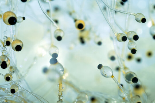 Detailed macro photograph of Pilobolus sp. fungus, commonly known as hat thrower or shotgun fungus, growing on herbivore manure with clear sporangiophores and glistening water droplets.