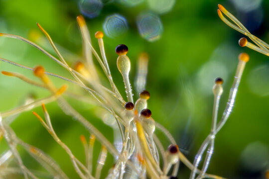 Detailed macro photograph of Pilobolus sp. fungus, commonly known as hat thrower or shotgun fungus, growing on herbivore manure with clear sporangiophores and glistening water droplets.