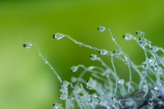 Detailed macro photograph of Pilobolus sp. fungus, commonly known as hat thrower or shotgun fungus, growing on herbivore manure with clear sporangiophores and glistening water droplets.
