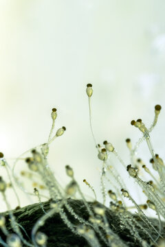 Detailed macro photograph of Pilobolus sp. fungus, commonly known as hat thrower or shotgun fungus, growing on herbivore manure with clear sporangiophores and glistening water droplets.