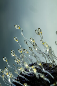 Detailed macro photograph of Pilobolus sp. fungus, commonly known as hat thrower or shotgun fungus, growing on herbivore manure with clear sporangiophores and glistening water droplets.