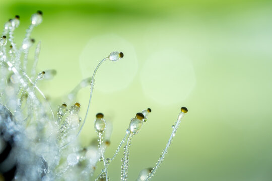 Detailed macro photograph of Pilobolus sp. fungus, commonly known as hat thrower or shotgun fungus, growing on herbivore manure with clear sporangiophores and glistening water droplets.