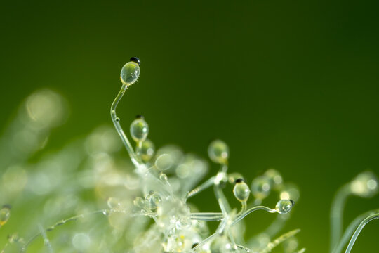Detailed macro photograph of Pilobolus sp. fungus, commonly known as hat thrower or shotgun fungus, growing on herbivore manure with clear sporangiophores and glistening water droplets.